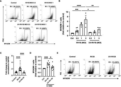 Myeloid-associated differentiation marker is associated with type 2 asthma and is upregulated by human rhinovirus infection